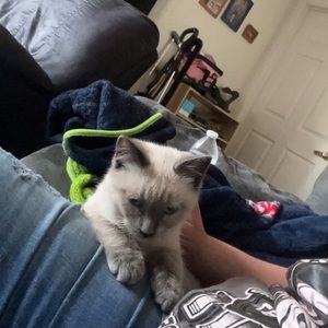 Meet your Posher, Layla